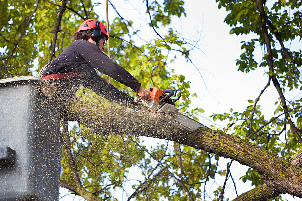 Palm Tree Trimming in Charleroi, PA